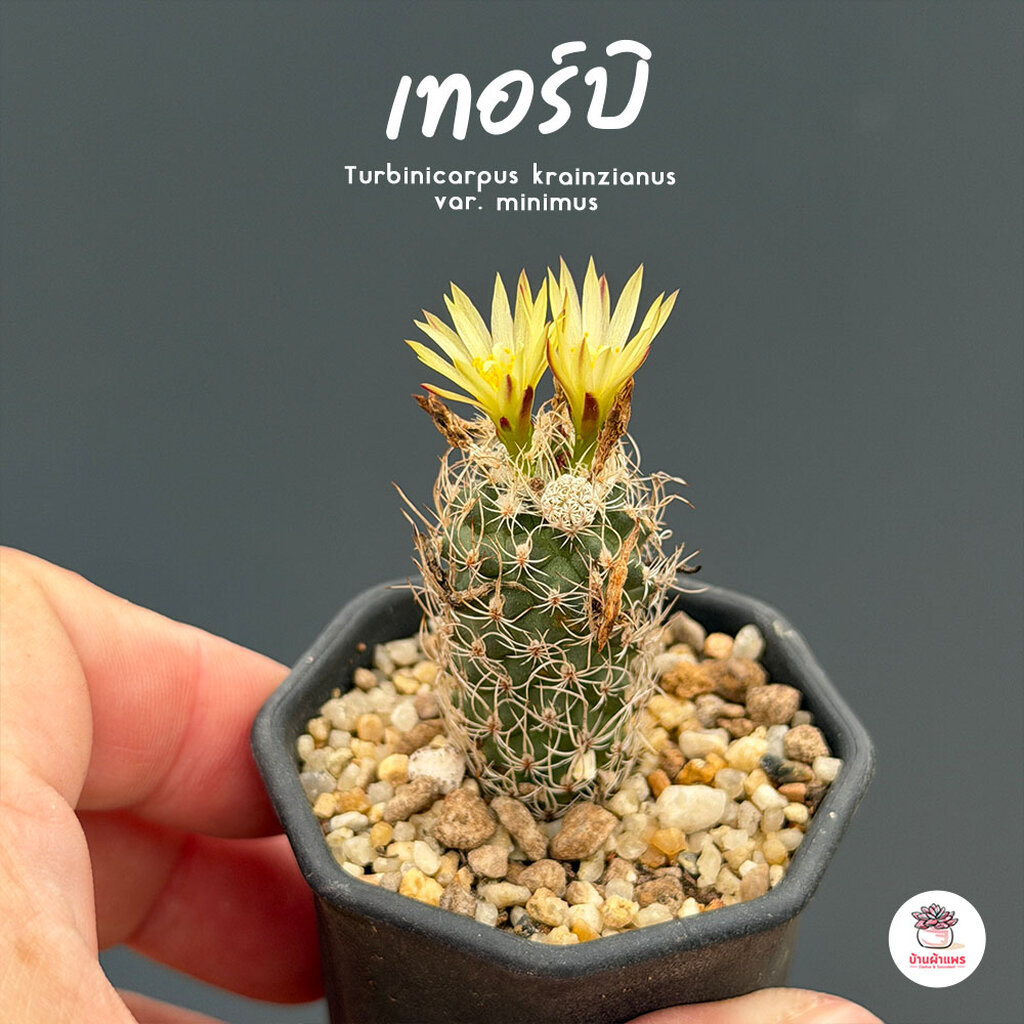 เทอร์บิ Turbinicarpus krainzianus var. minimus แคคตัส กระบองเพชร cactus&succulent
