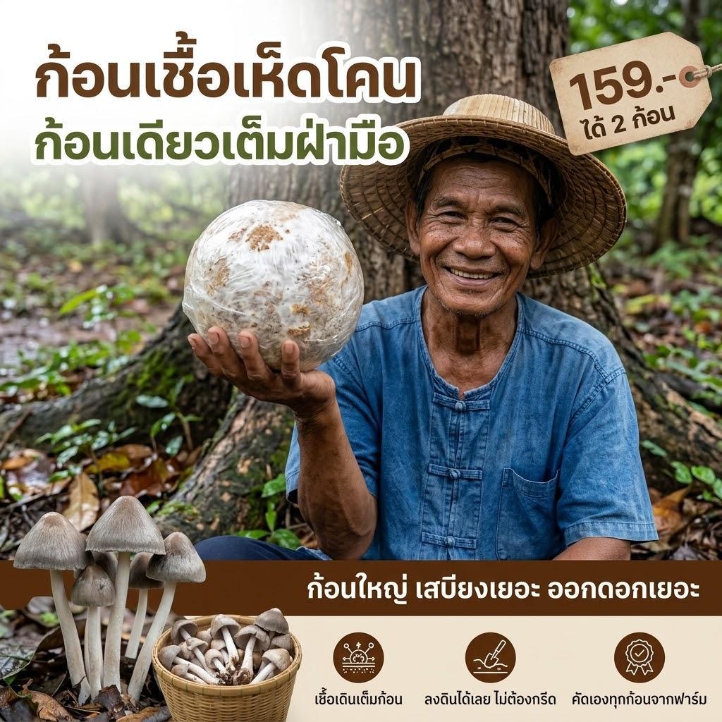 ก้อนเชื้อเห็ดโคน ก้อนยักษ์เต็มฝ่ามือ 1 ชุด 2 ก้อน เชื้อเดินเต็มก้อน ฝังลงดินได้เลย ไม่ต้องกรีด ไม่ต้องแช่น้ำ