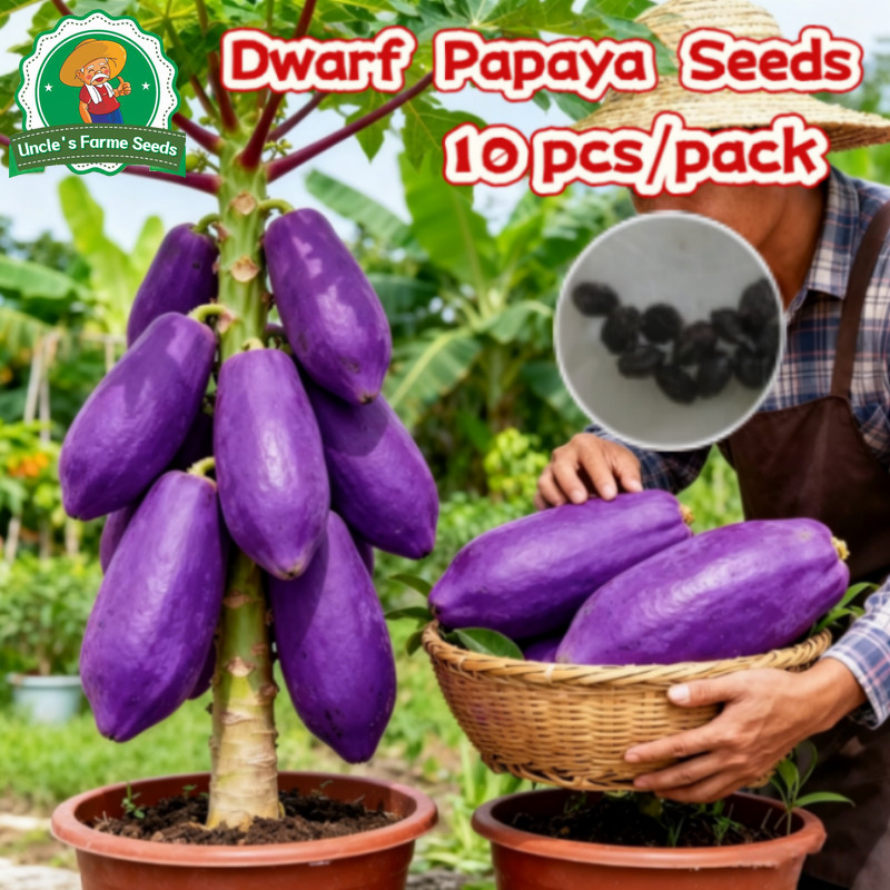 10เมล็ด/แพ็ค เมล็ดพันธุ์มะละกอสีม่วง กรอบอร่อย Dwarf Papaya Fruit Seeds Sweet Papaya Seeds for Plant