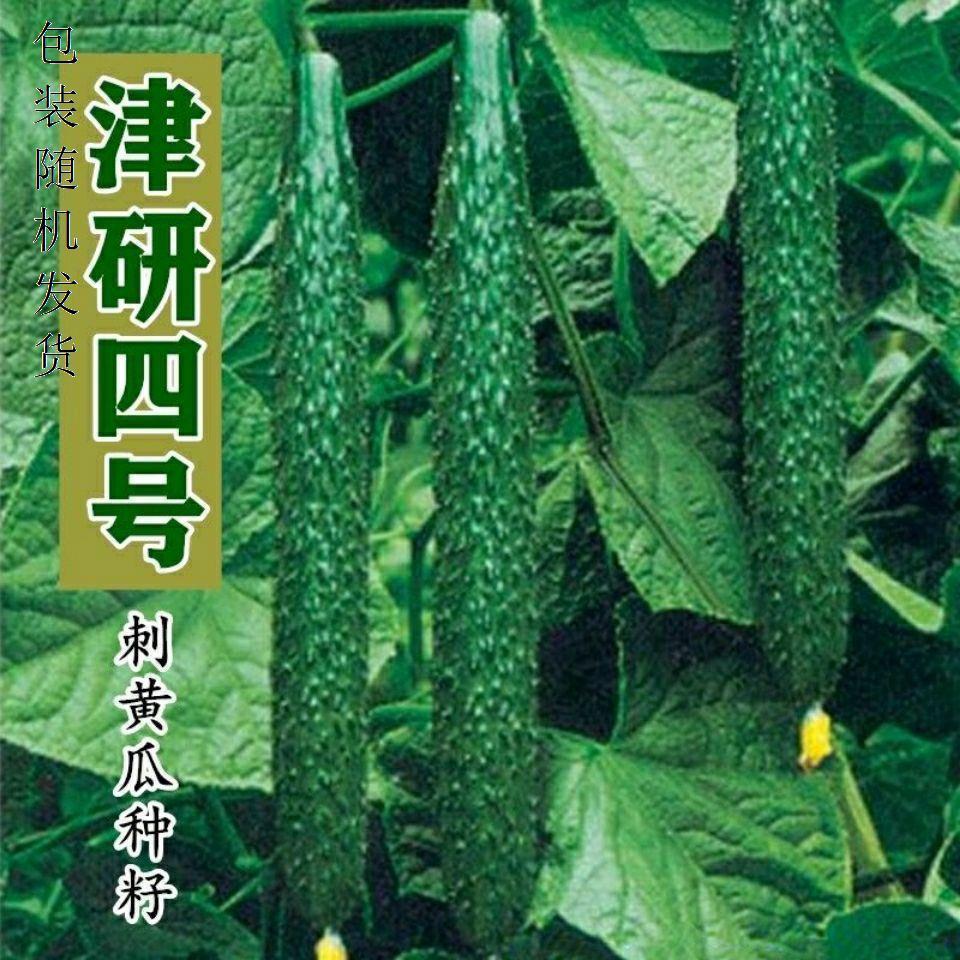 现货热卖黄瓜种子津研四号黄瓜籽绿心绿肉春四季阳台4号青瓜盆栽蔬菜种子Cucumber seeds, Jinyan No. 4 variety, with a green core and green 