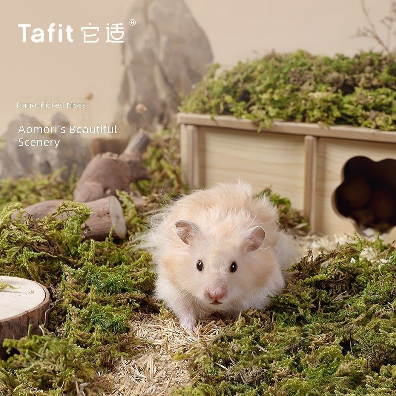 Aomori Moss Hamster ชุดเครื่องนอน 5L แห้งธรรมชาติภูมิทัศน์ตกแต่งสําหรับ Syrian ยาวผมกรงเมาส์