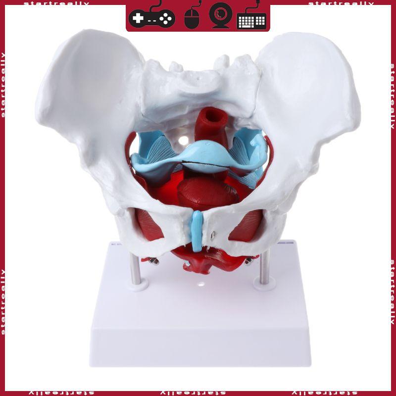 ST หญิง Pelvis แบบจําลองกล้ามเนื้ออุ้งเชิงกรานกล้ามเนื้อมดลูกรังไข่การสอนทรัพยากร E
