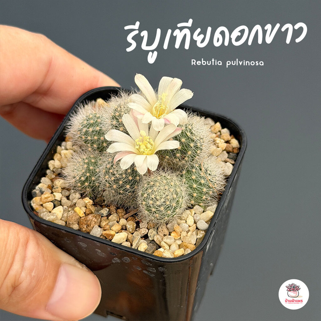 รีบูเทียดอกขาว Rebutia pulvinosa แคคตัส กระบองเพชร cactus&succulent