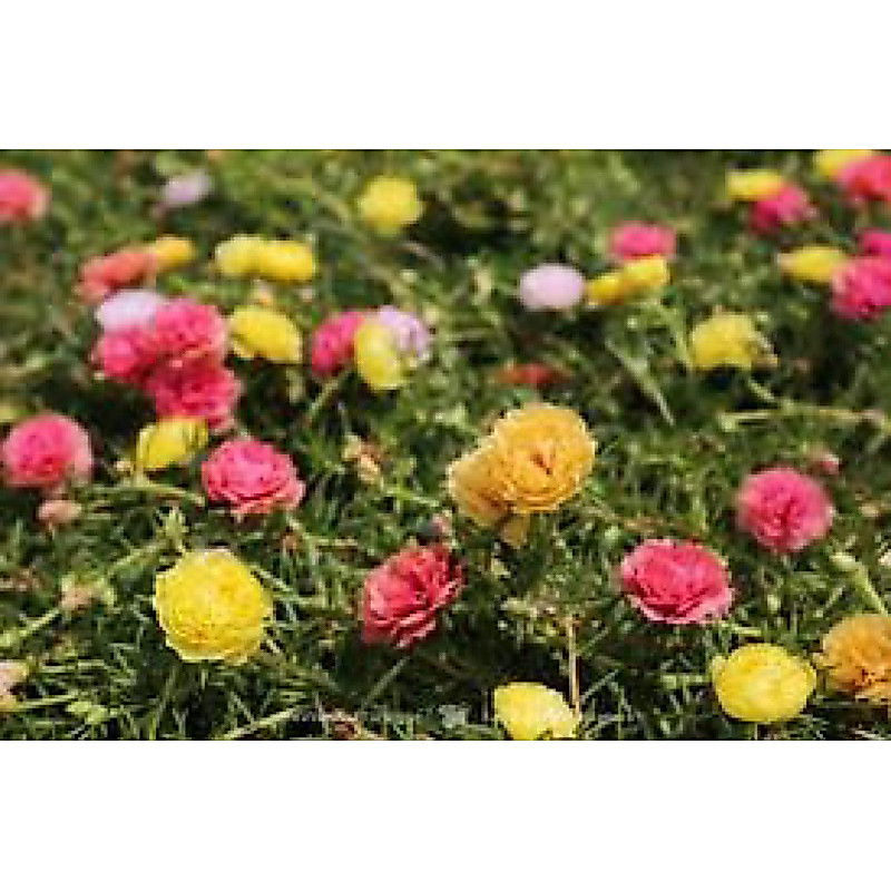 คุณนายตื่นสาย50-60ต้นปลูก1ถุงดำใหญ่ต้นกิ่งคละสีแพรเซี่ยงไฮ้🌷&กุหลาบดิน