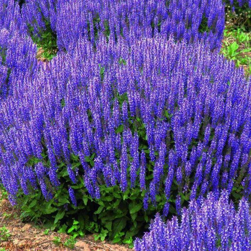 Blue Flower Sage Flower Seed A String Orchid Seed สําหรับปีทนความเย็น Four Seasons Sowing Garden Flo