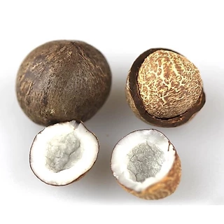 ‼️พร้อมส่ง‼️ มะพร้าวจิ๋ว มะพร้าวชิลี [ 25g. 3-4 ลูก ]สำหรับกระรอกและสัตว์เลี้ยงฟันแทะ (ปลูกได้)
