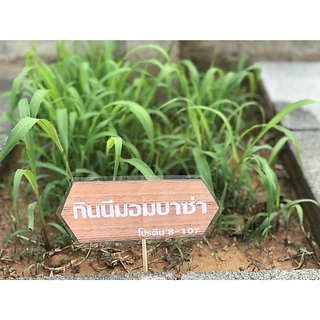 เมล็ดพันธุ์หญ้ากินนีมอมบาซ่า 1 กิโลกรัม เกรดส่งออก Mombasaguienea