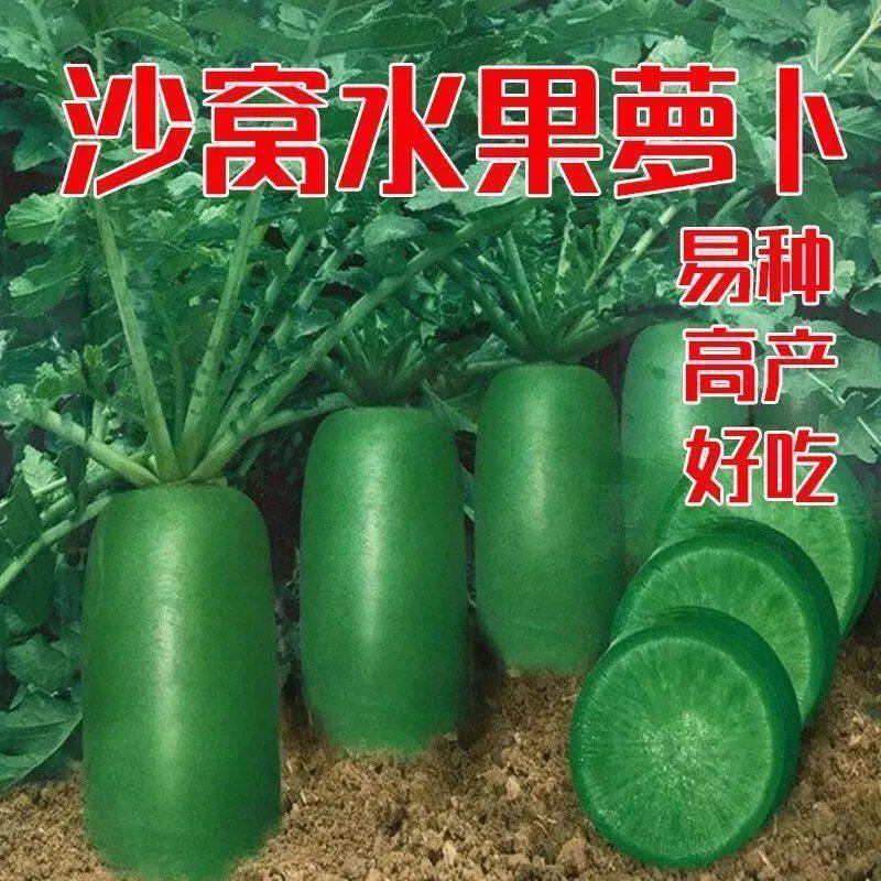 现货热卖天津沙窝萝卜籽青萝卜种子水果大全秋季四季山东蔬菜农家菜种种孑Tianjin Shawowo radish seeds, green radish seeds, large fruit20260