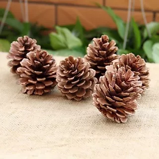 ลูกสนธรรมชาติ (Natural Pine Cones) ปลอดภัยสำหรับนกแก้วและแฮมสเตอร์ 🐦🐹