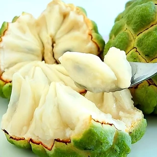 น้อยหน่าหนังเขียวเกษตร2(ขั้นต่ำ2ต้น) ต้นใหญ่แต่ผลดกที่สุด คัดต้นสวยๆ