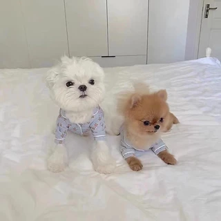 [🚚 พร้อมส่ง] ชุดนอนแมว หมา ลายรูปดาว Star Pet Pajamas ชุดหมา สุนัข เสื้อแมวน่ารัก