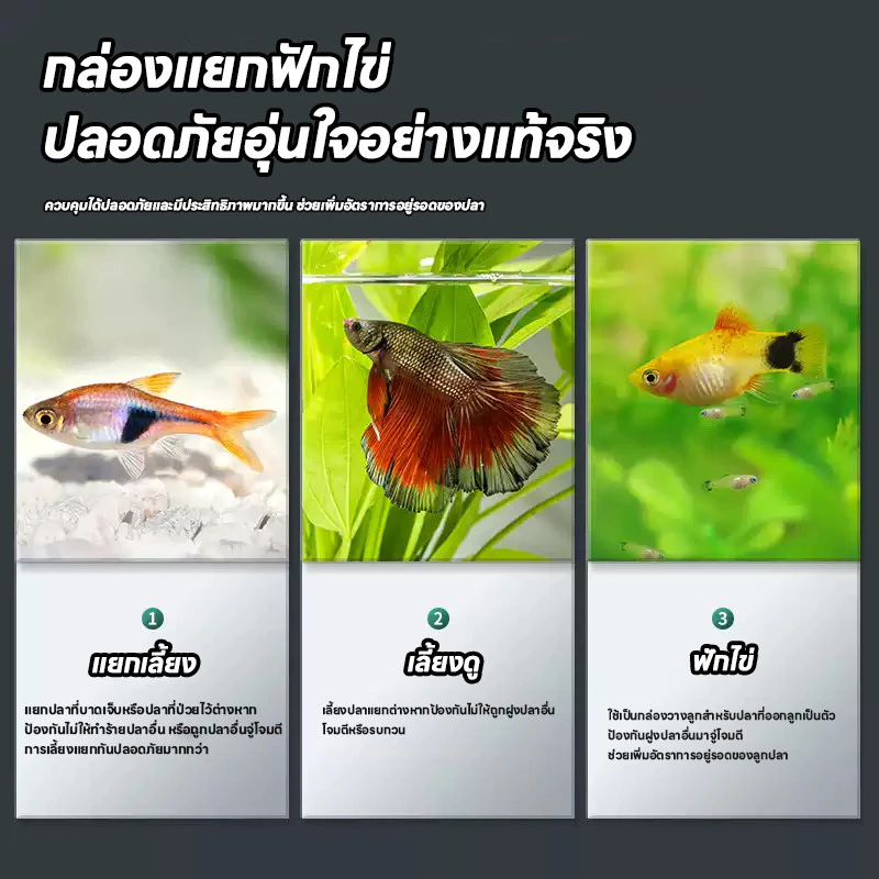 กล่องแยกปลา ตู้เพาะพันธุ์ปลา อะคริลิคใส แบบแขวน สำหรับปลากุ๊ปปี้ ขนาด S L thumbnail 5