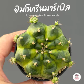 รวมยิมโน Gymnocalycium Mix แคคตัส กระบองเพชร cactus&succulent