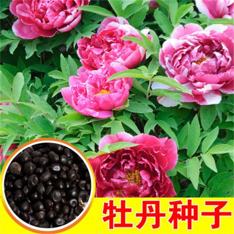 Double Petal Peony Seed Peony Flower Seed Flower Seed Outdoor Potted Flower Plant ระเบียง Courtyard 