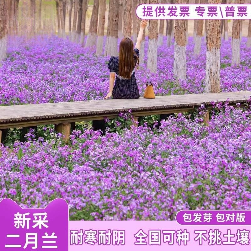 ขายร้อน Fast Shipping กุมภาพันธ์ Orchid Seeds Four Seasons Easy-to-Live กุมภาพันธ์ Orchid Seeds ปี B