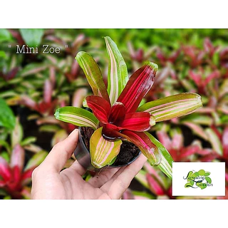 👑ต้น : สับปะรดสี Mini แบบตัดสด ไม้กระถาง ไม้ใบ 👑