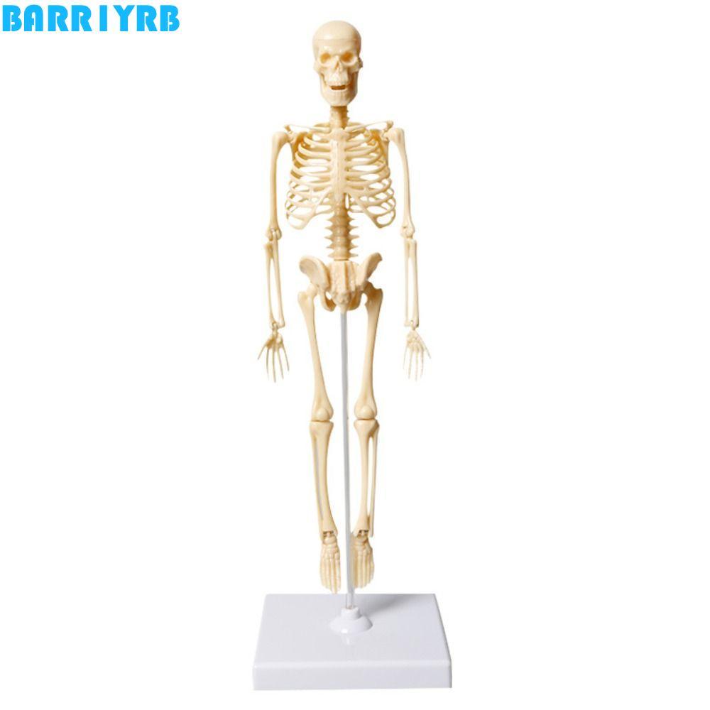 BARR1YRB ข้อต่อของแบบจําลองอวัยวะมนุษย์, โมเดลกระดูกประกอบโครงกระดูกโครงกระดูกโครงสร้างที่ถอดออกได้ DIY การศึกษาร่างกายมนุษย์รุ่นการสอนเครื่องมือ