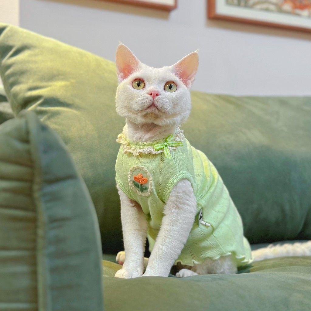 Y · H Summer Fresh Mesh Breathable Summer Thin Sleeve Sphinx Hairless Cat Clothes German