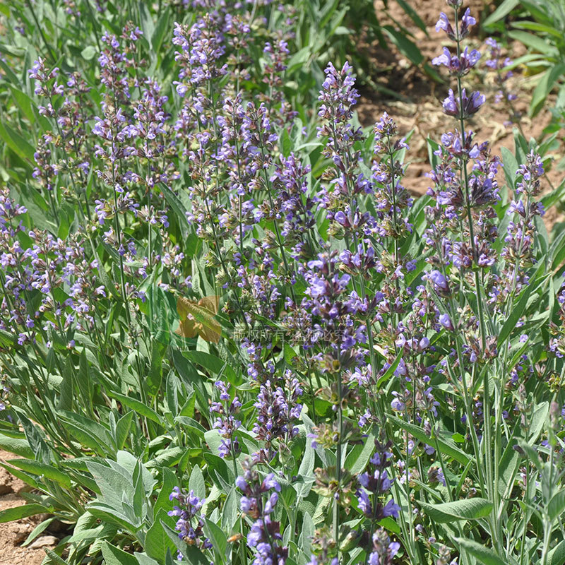 Sage Seed Aromatic Flower Seed Engineering Greening Flower Garden Seed Flower Sea Flower Mirror Fres