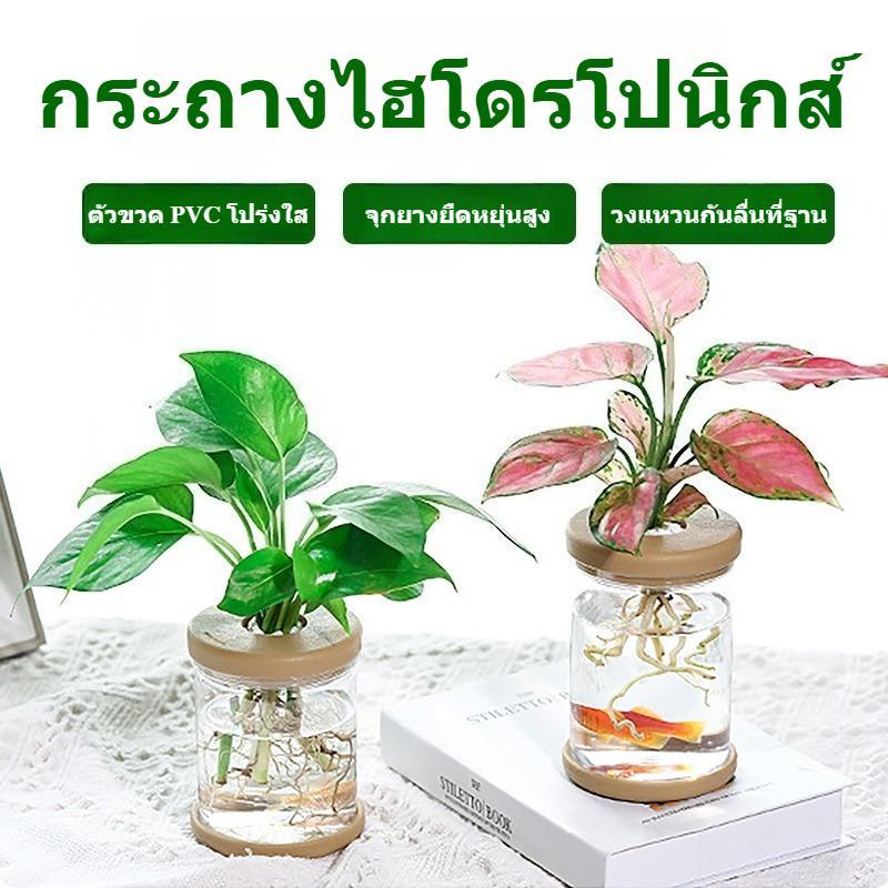 กระถางพลาสติกโปร่งใสดูดน้ำอัตโนมัติ มองเห็นรากพืช ไม่ต้องรดน้ำบ่อย ป้องกันรากเน่า เหมาะปลูกต้นไม้ประดับตกแต่งภายในบ้าน
