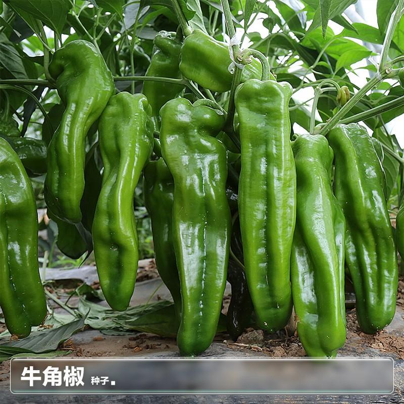现货热卖牛角椒辣椒螺丝椒种子 子莱籽苗春季阳台盆栽种植蔬菜种籽大全孑Cowhorn pepper, chili pepper, and screw pepper seeds  Zilai seedli