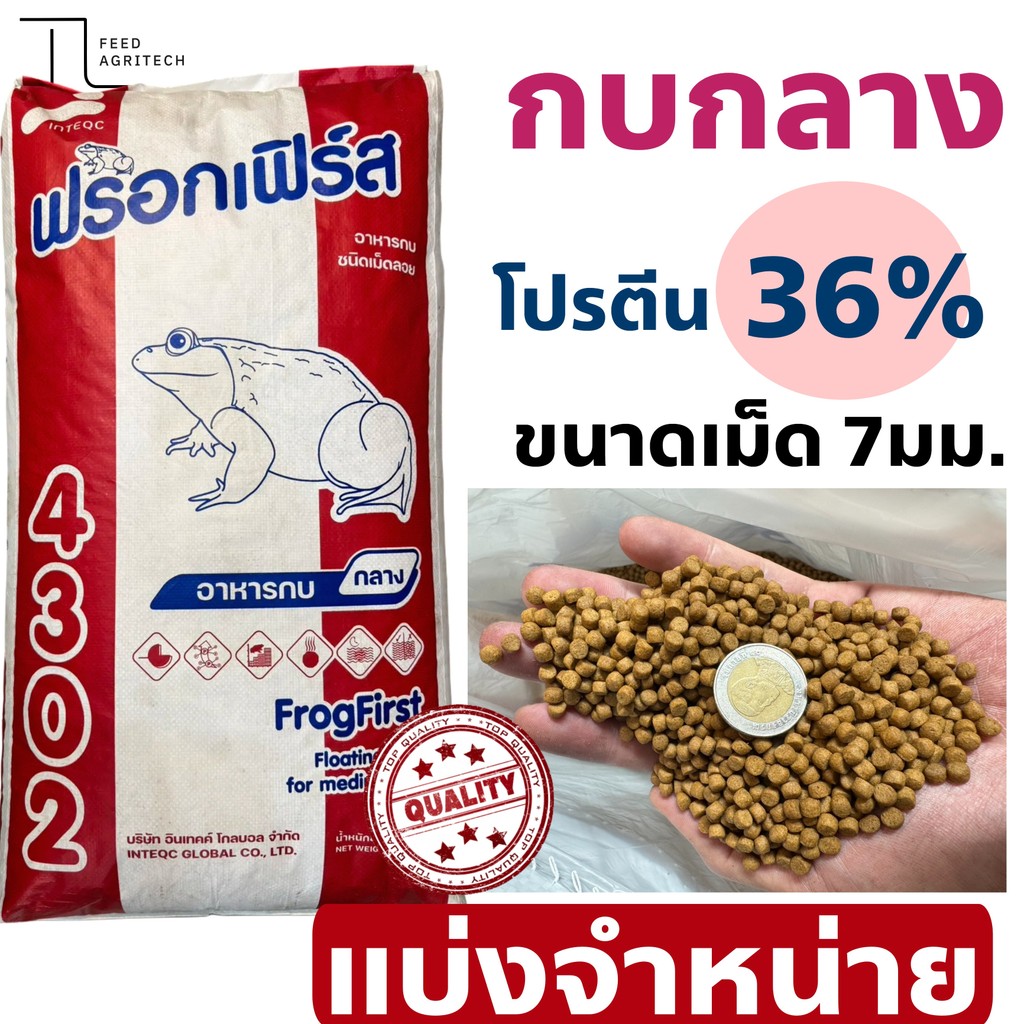 (สูตรน้ำไม่มัน ไม่เสียง่าย) อาหารกบ ( เม็ดกลาง ) โปรตีน35% โตวัย โตพุ่ง น้ำไม่เสีย 4302 1 kg.