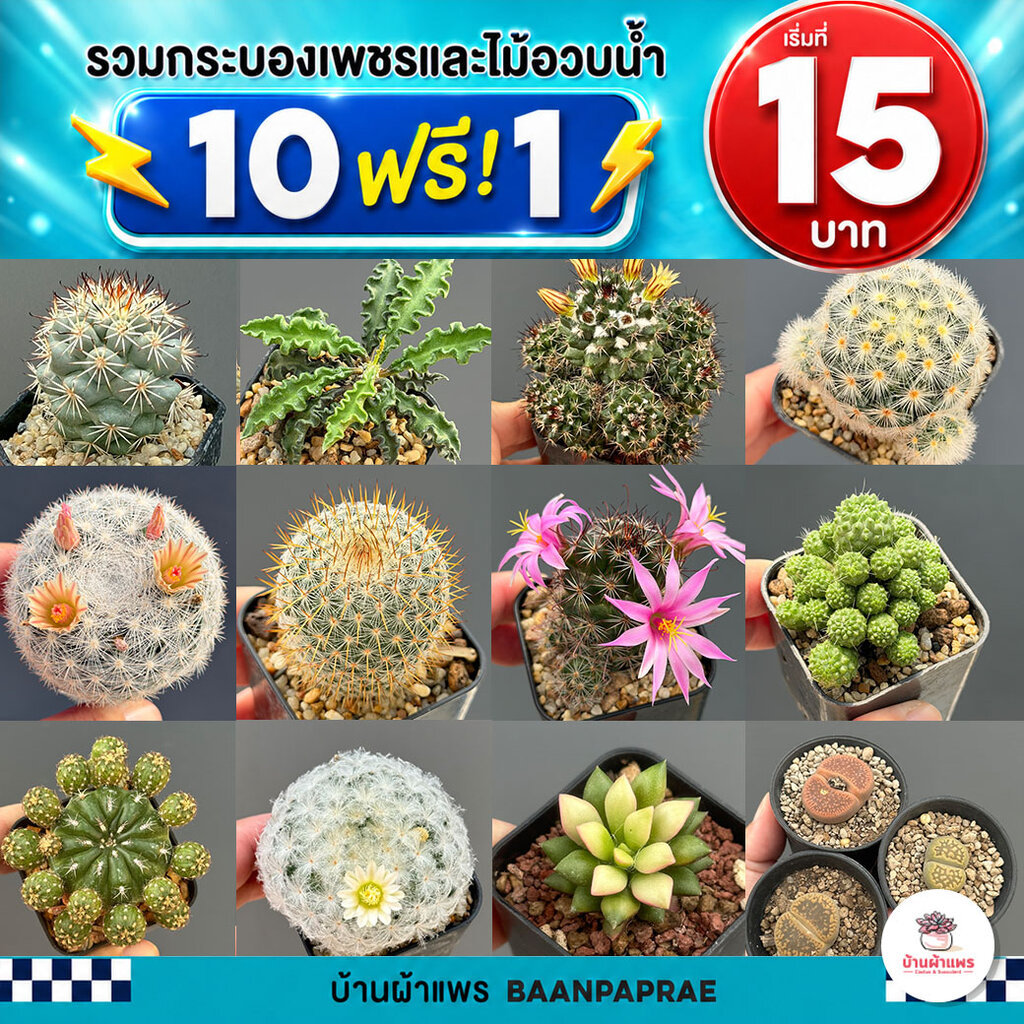รวมกระบองเพชรและไม้อวบน้ำ หลายสายพันธุ์ ส่งทั้งกระถาง กุหลาบหิน cactus&succulent