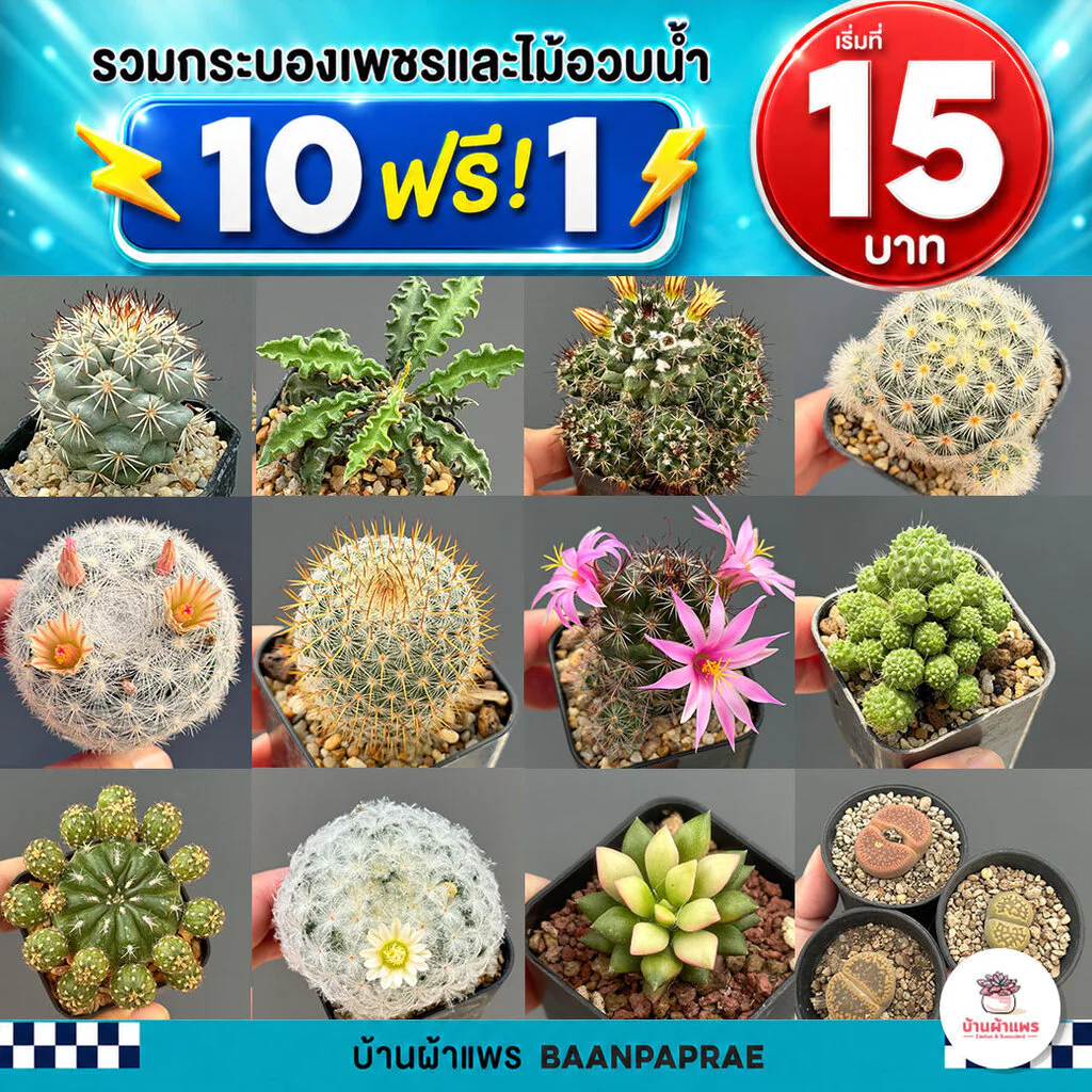 รวมกระบองเพชรและไม้อวบน้ำ หลายสายพันธุ์ ส่งทั้งกระถาง กุหลาบหิน cactus&succulent