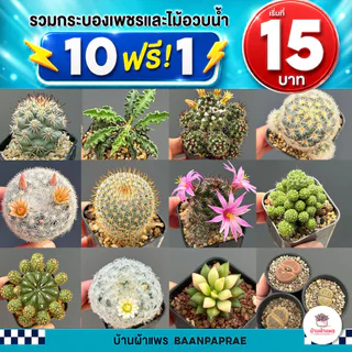 รวมกระบองเพชรและไม้อวบน้ำ หลายสายพันธุ์ ส่งทั้งกระถาง กุหลาบหิน cactus&succulent