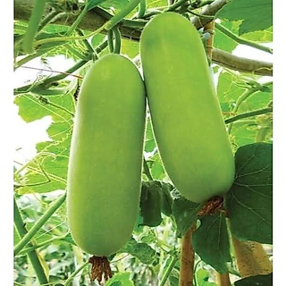 เมล็ดพันธุ์ เมล็ดเเฟง 20 เมล็ด [10 เเถม 1คละได้ ]