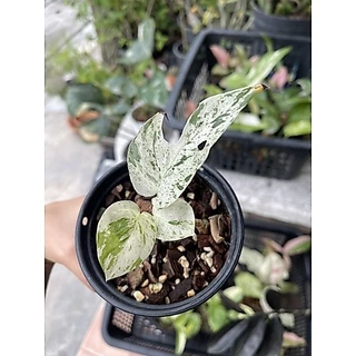 อิพิมาเบิ้ล Epipremnum pinnatum marble Variegated ส่งพร้อมกระถาง 3-4“