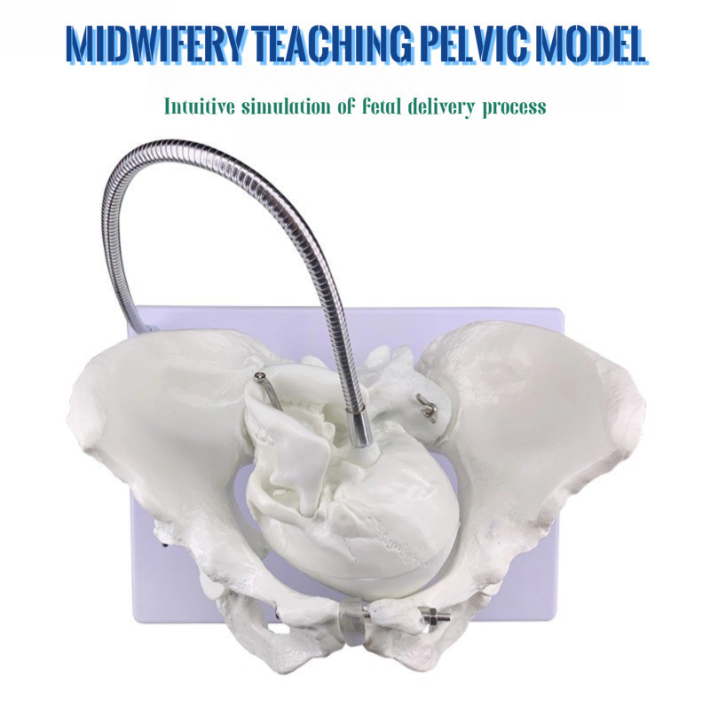 Midwifery Demonstration Pelvis รุ่นหญิง Childbirth Pelvis รุ่นหัวทารกในครรภ์ Obstetric จัดส่งการสอนจ