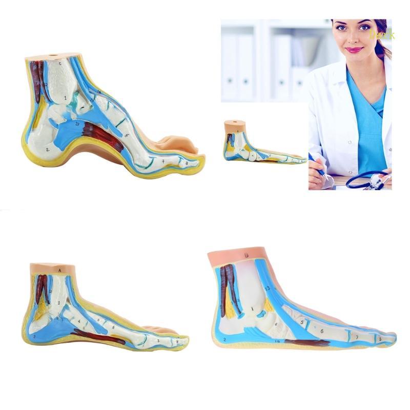 Dark Human Foot Anatomy Model Foot Anatomy Model สําหรับการสอนทางการแพทย์