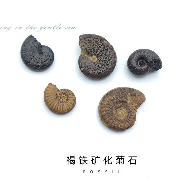 โมร็อกโกธรรมชาติ Ammonite Fossil Fossil Fossil Fossil Fossil หินหยาบการสอนยอดนิยมวิทยาศาสตร์ตัวอย่าง