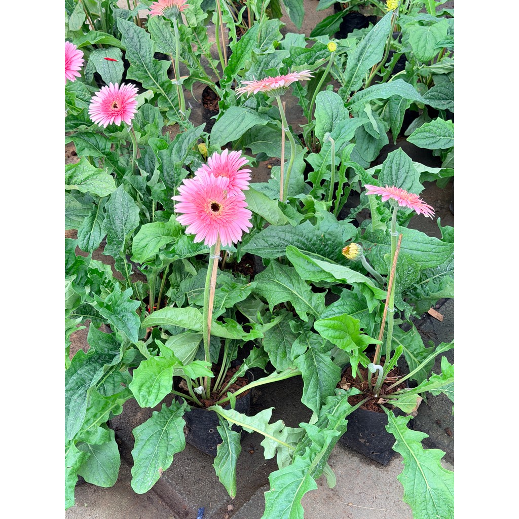 มุมมอง 7