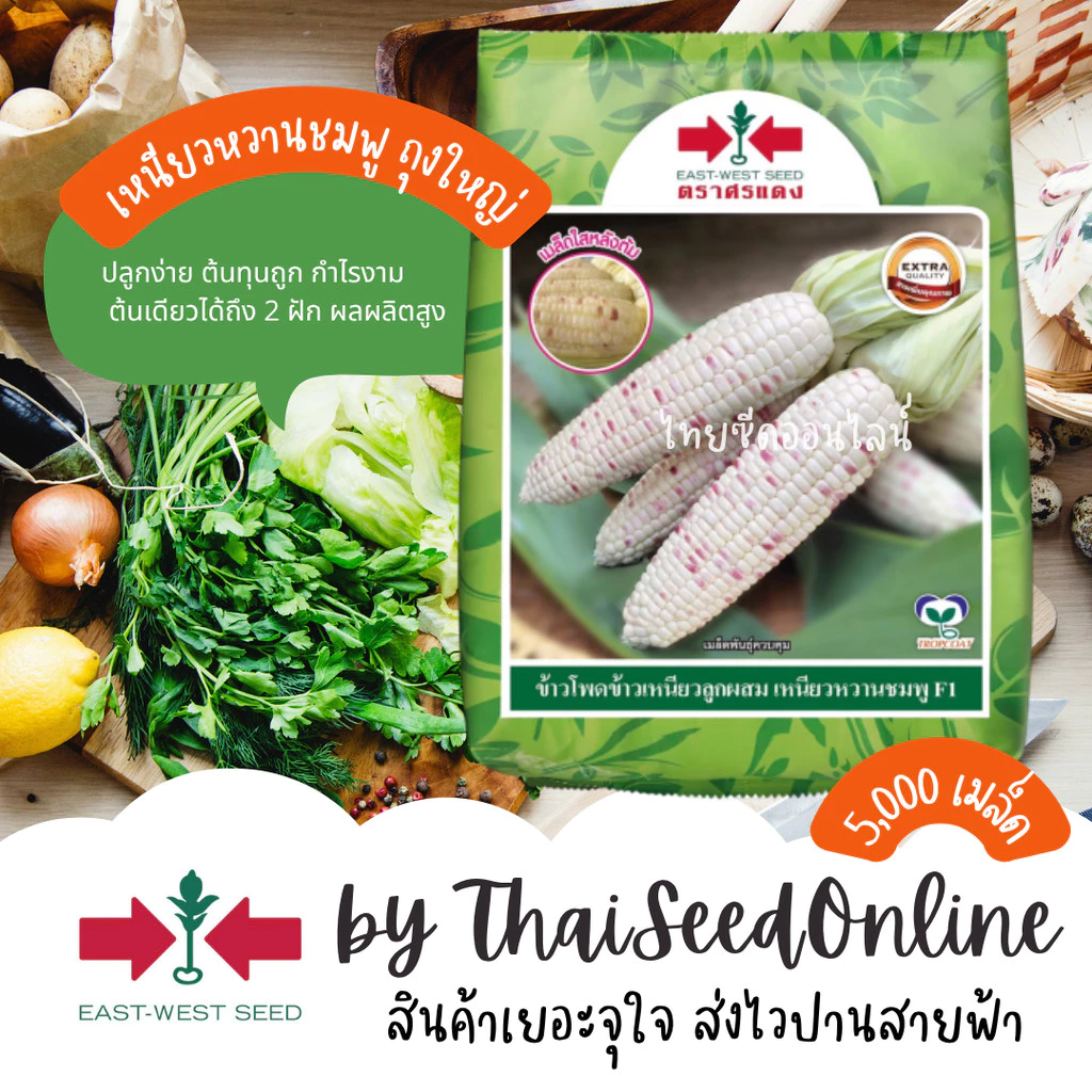 EWCOM Exp. 7/70 เมล็ดพันธุ์ ข้าวโพดเหนียวหวานชมพู 5000เมล็ด ตราศรแดง Waxy Corn