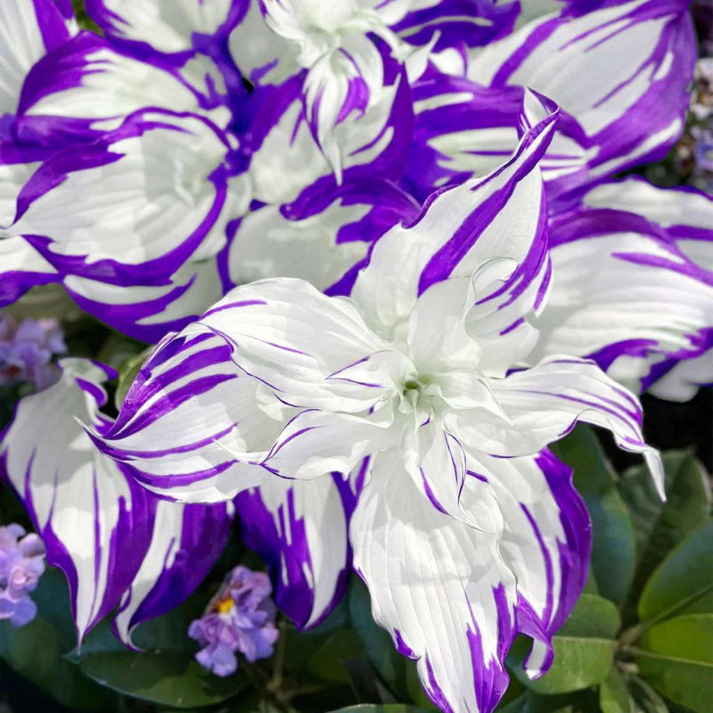 200สีม่วงHostaเมล็ด,หายากที่มีสีสันยืนต้นHostaพืชสําหรับปลูกสวนกลางแจ้งShade & ในร่มบอนไซตกแต่งต่ําบ