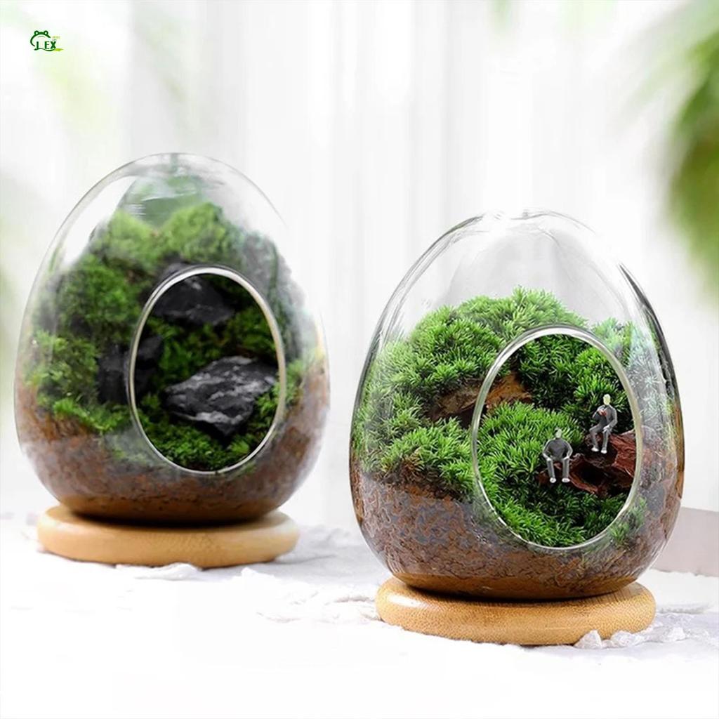 ต้นไม้อวบน้ำและมอสในแก้วทรงหยดน้ำ สำหรับตกแต่งบ้านและสวน