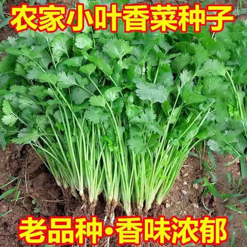 现货热卖四季小叶香菜种子农家本地土香菜种子香味浓庭院阳台盆栽芫荽种籽Four-season small-leaf cilantro seeds, a local heirloom variety fr