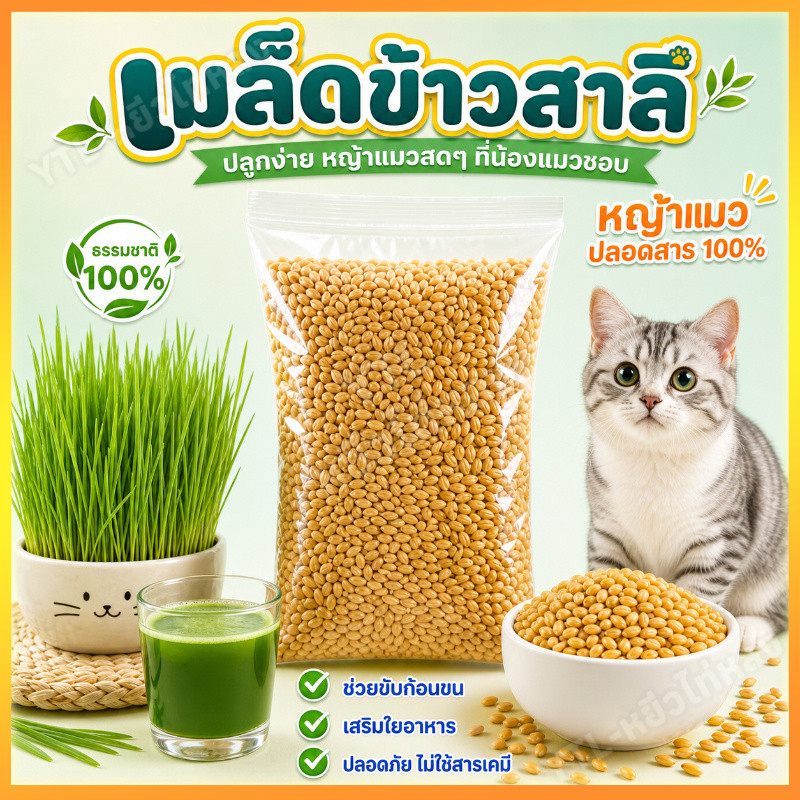 YTL เมล็ดข้าวสาลีราคาถูก (100g) ราคาถูกเกรดนำเข้า Australian Wheat หญ้าแมว อัตราการงอกสูง 98% +