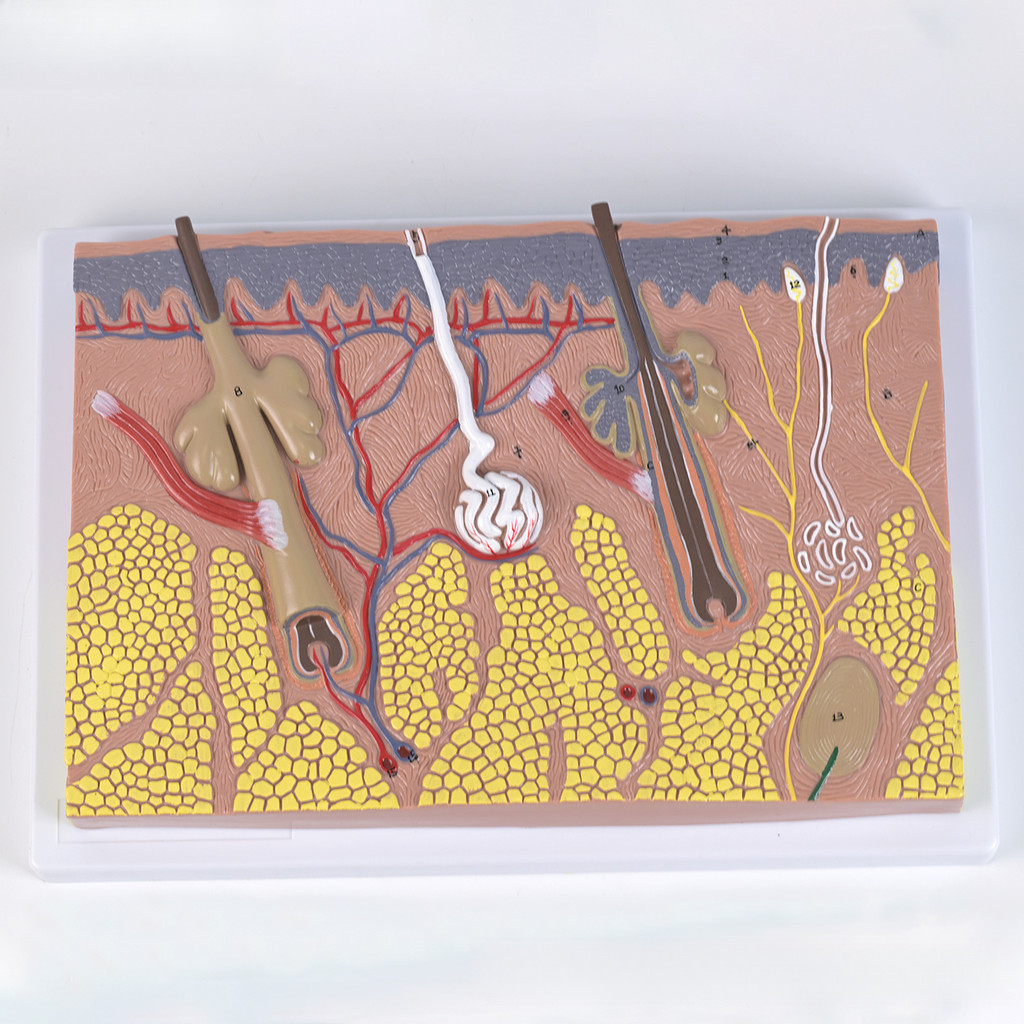 Human Skin Layered Anatomy รุ่น Magnified Epidermis Dermis โครงสร้างการสอน Aid