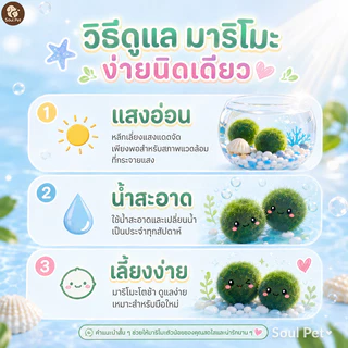 มาริโมะ ชุดขวดเลี้ยง สาหร่ายน้ำ ขวดพลาสติก ของขวัญนำโชค แต่งโต๊ะ ตู้ปลา พืชน้ำ มินิมอล