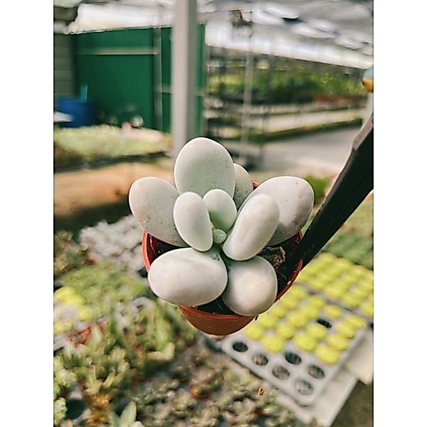 Pachyphytum Candy ลูกอมขาวใบกลม รูปที่ 3