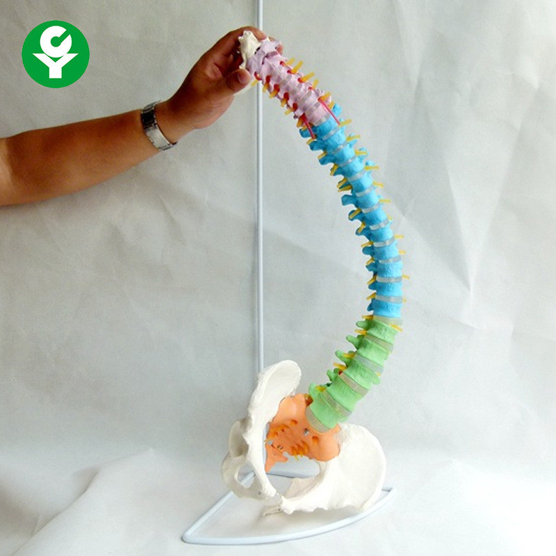Human Spine Anatomy Correct Bone Practice Method 1: 1 Spine Human Body Bone Model Color Segment
