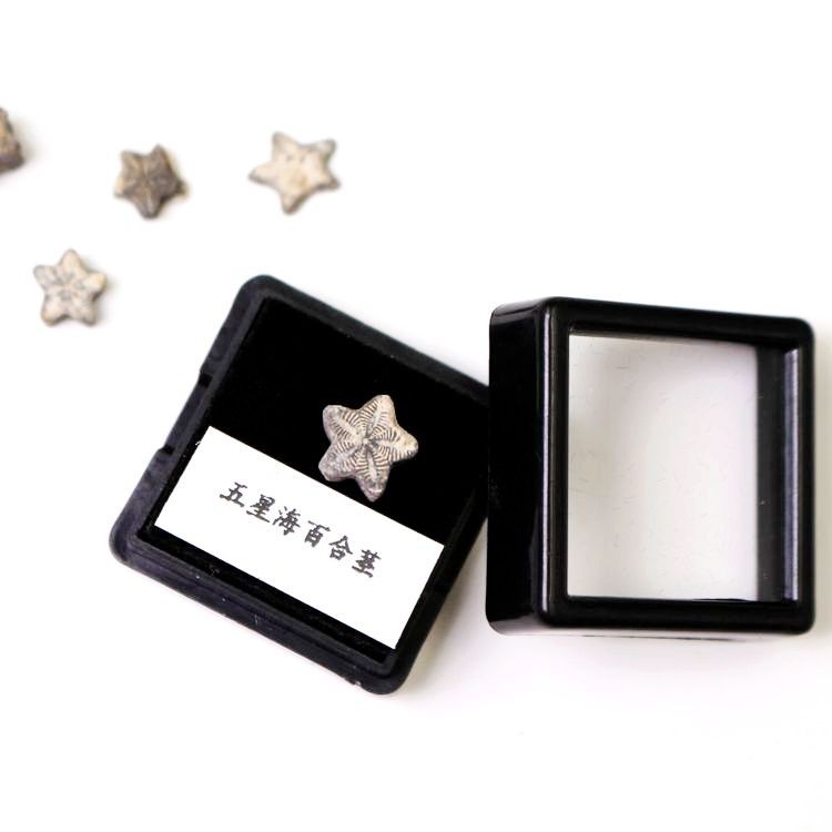 Moroccan Star Sea Lily Stem Ammonite Fossil Clover Fossil Marine Life Fossil เดสก์ท็อปตัวอย่างของขวั