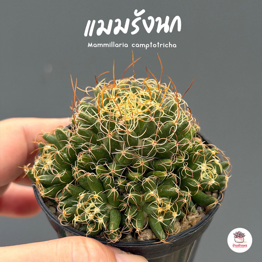 แมมรังนก Mammillaria camptotricha แคคตัส กระบองเพชร cactus&succulent