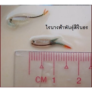 ไข่ไรนางฟ้าสิรินธรและไทย🧨​ค่าส่งถูก, ส่งทุกวัน🧨 ไร​น้ำ​จืด​ อาหารสดอนุบาลลูกปลาอัตราการรอดสูง