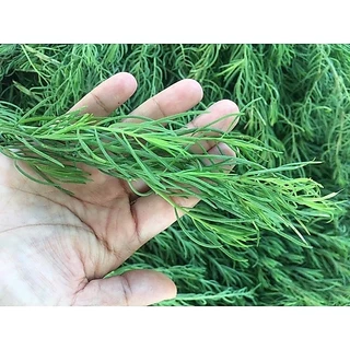 🌿ใบชะครามสด🌿 รูดแล้ว นน.1️⃣ กิโล สดๆจากธรรมชาติ ปลอดสารพิษ พร้อมส่ง‼️