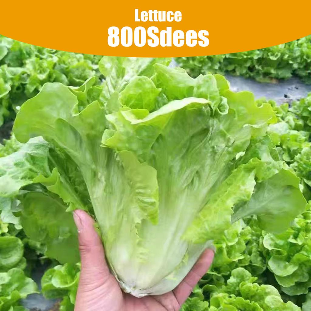 800Pcs Good Quality Big Wave Lettuce Seeds-Easy To Plant - Loose Leaf Lettuce Seeds