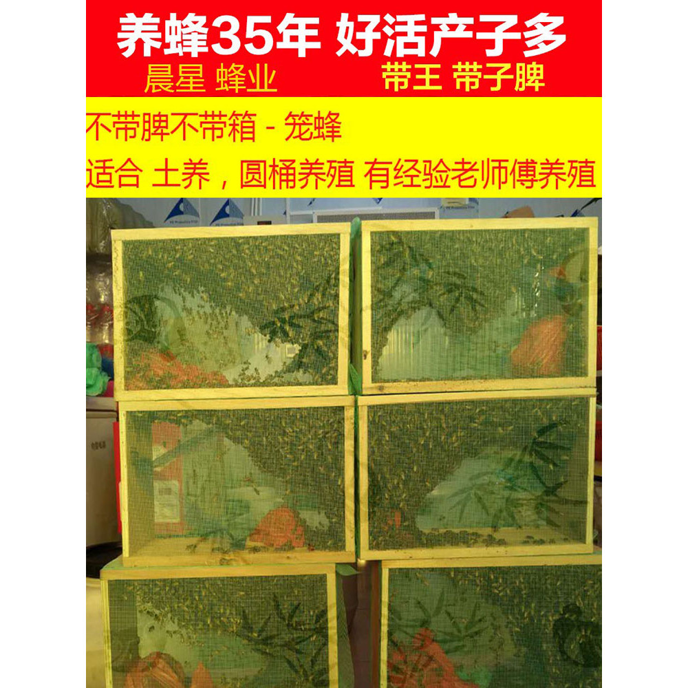 Bee with King กรงผึ้งสองสี Bee Indigenous Bee CAGE Bee Bee Bee Bee Bee CAGE Bee Bee Bee CAGE Bee Que